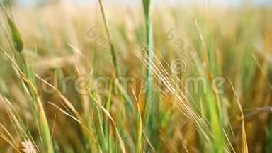 镜头在黄绿麦穗间移动.. 白天在金田上的黄熟小麦穗